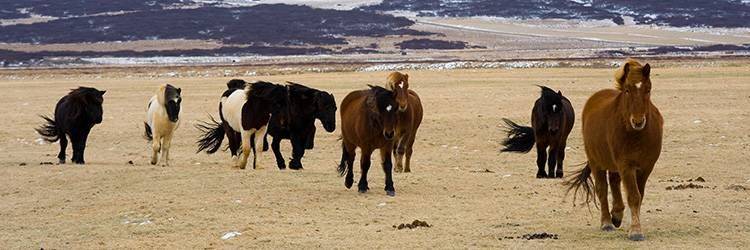 Balade à cheval vers Reykjavik
