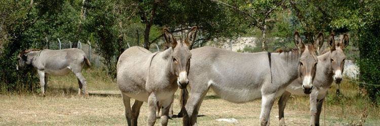 Balade à dos de mules