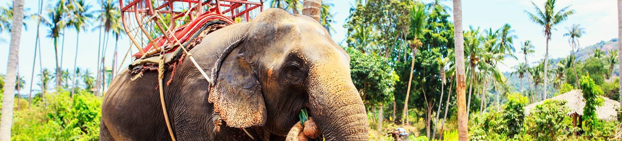 Balade à dos d'éléphant au Cambodge