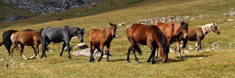 Balade à cheval en Kirghizie