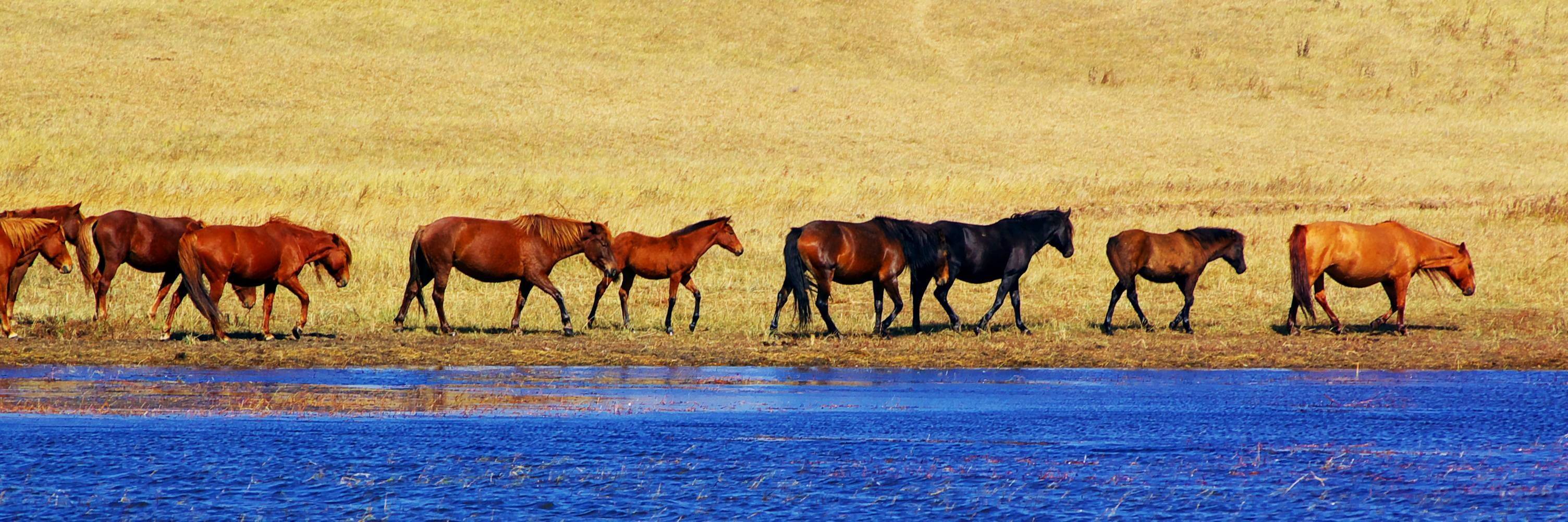 Balade à cheval