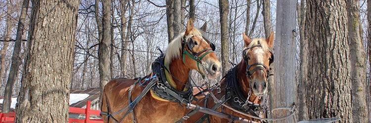 Balade en cheval vers le Mont Sulphur