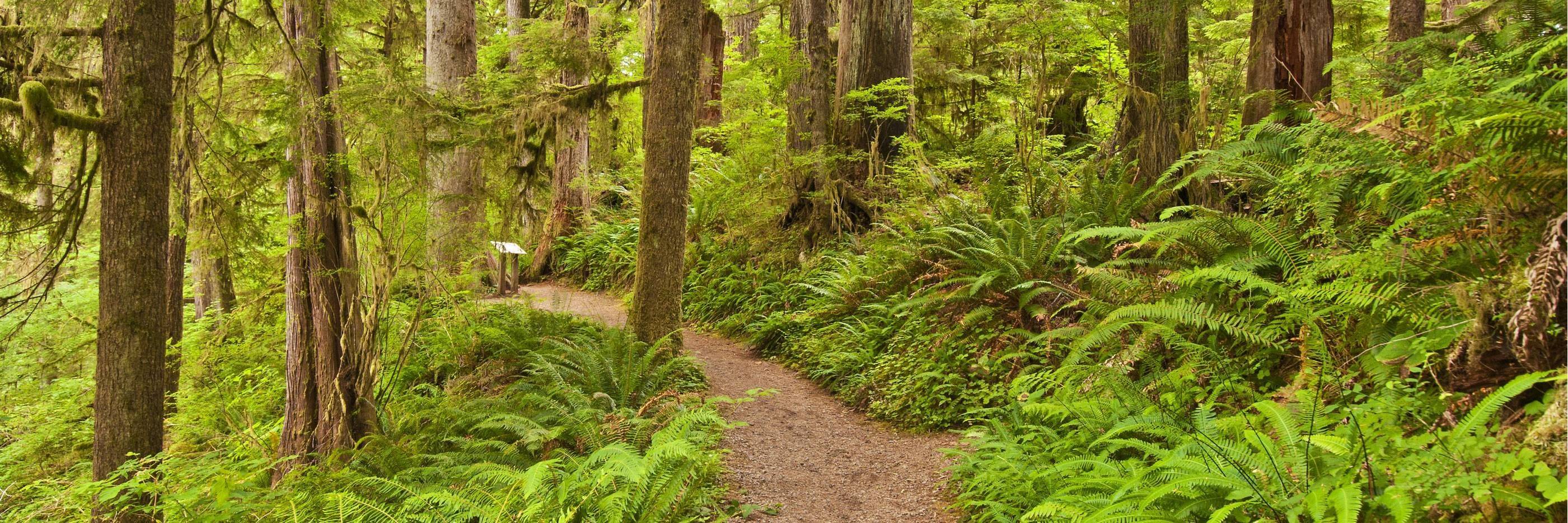Balade dans la Hoh Rain Forest
