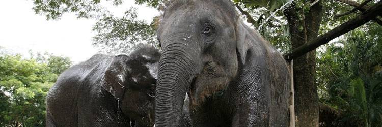 Balade à dos d'éléphants