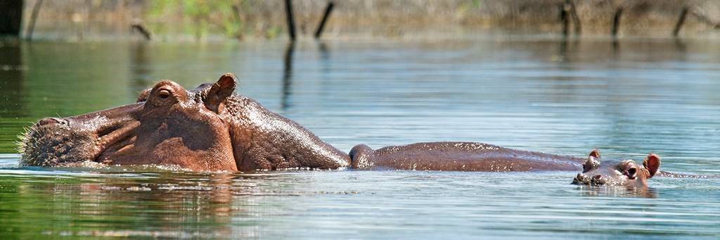 Balade en Bateau sur le Lac Baringo