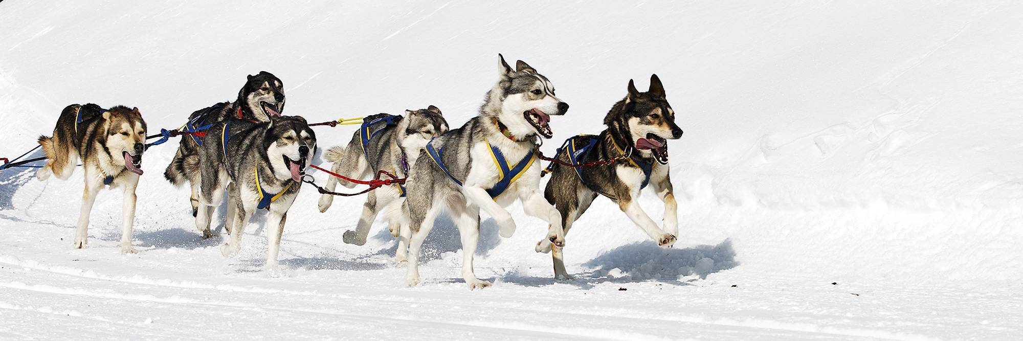 Balade en traîneau à chiens