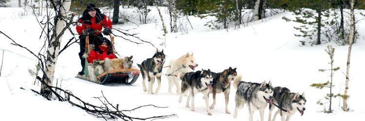 Balade traîneau à chiens (2 heures)