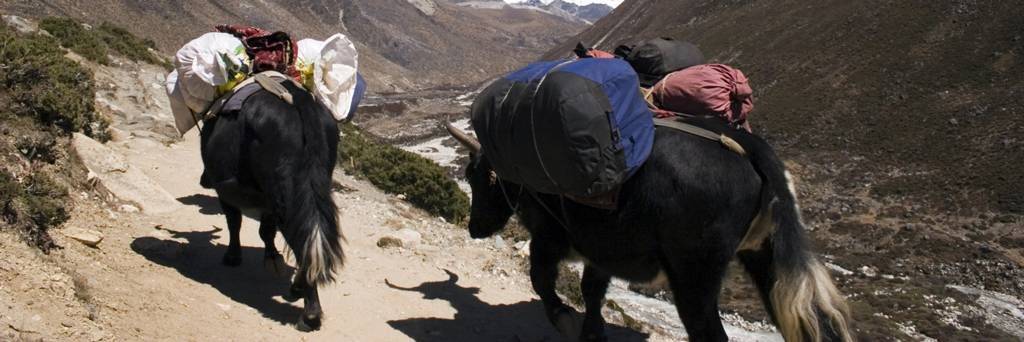 Balade en chariot à yaks