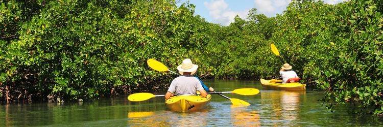 Canoë dans la mangrove