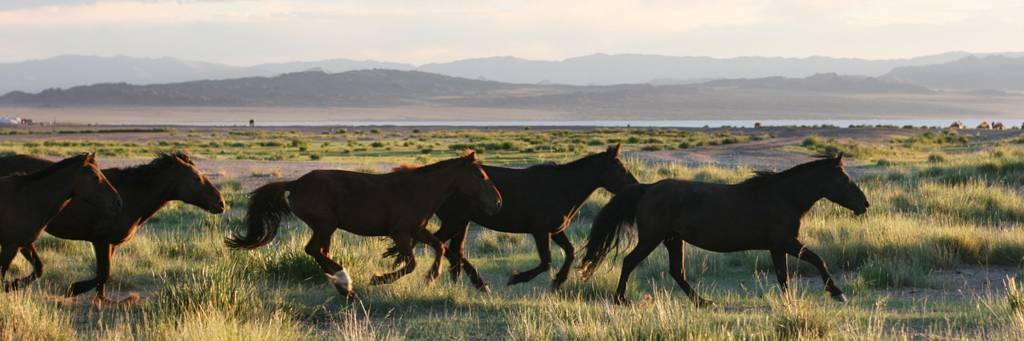 Capture de cheval avec Urga