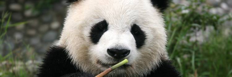 Centre de recherche du Panda Géant