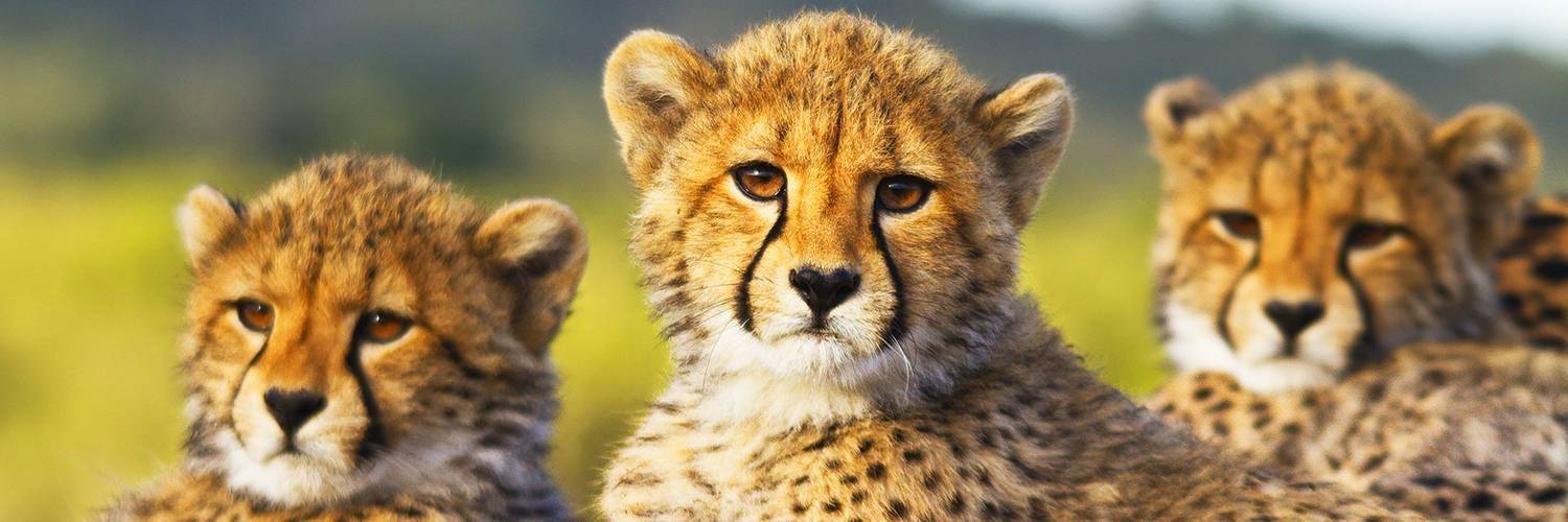 Cheetah Conservation Fund