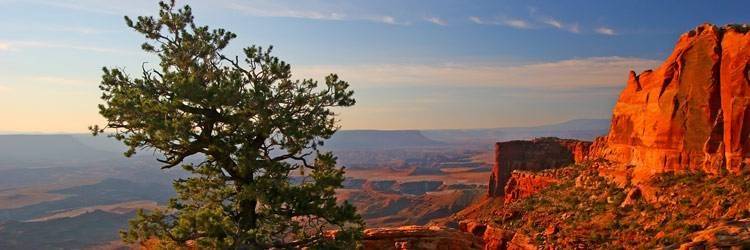 Chevauchez des Mustangs dans le Red Canyon