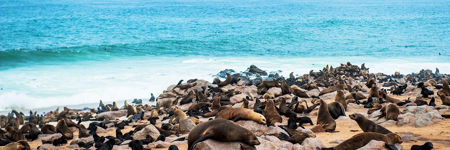 Croisière à la rencontre des dauphins et des otaries
