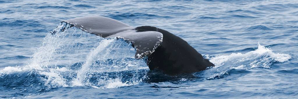 Croisiere aux baleines