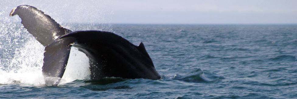 Croisière aux baleines - Saint Andrews