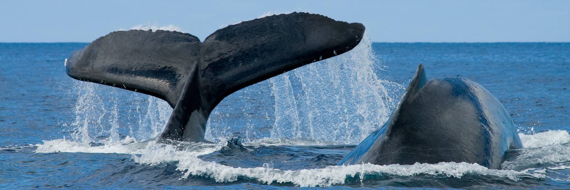 Croisière d'observation des baleines en Scandinavie