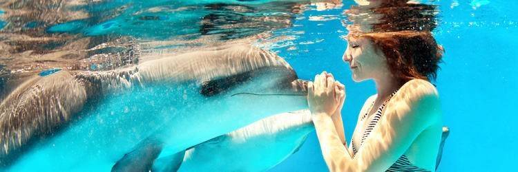 Nager avec les dauphins à Paradise Island !