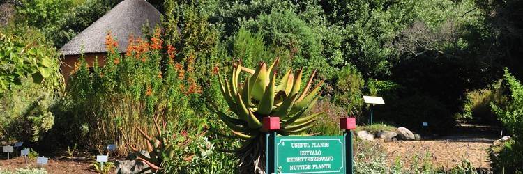 Jardins botaniques de Kirstenbosch