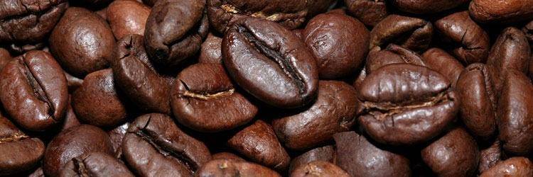 Découverte des plantations de café