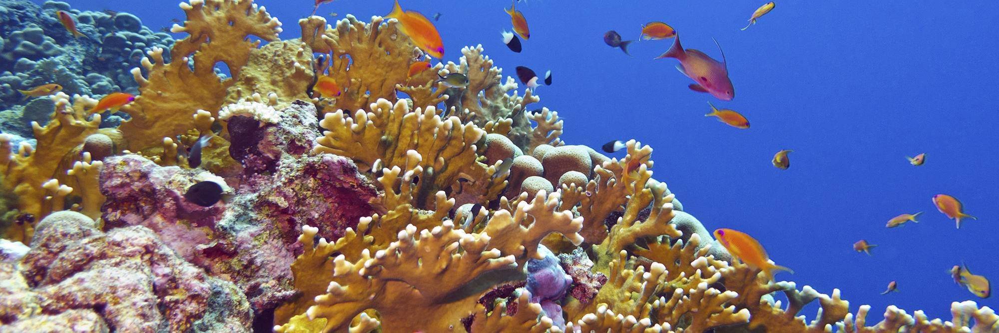 Découverte du Jardin de Corail à la Passe Nord