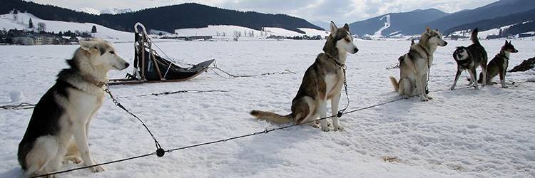 Demi-journée de traîneau à chien à Kulusuk
