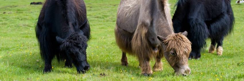 Visite d'une famille d'éleveurs de yaks