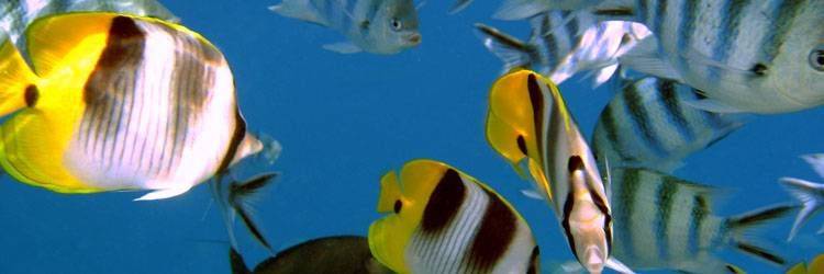Two Oceans Aquarium au Cap