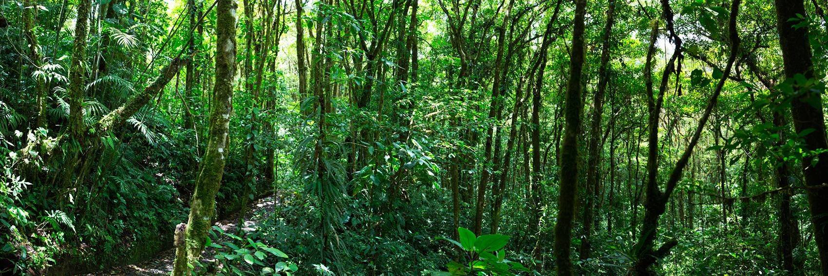 Exploration de nuit à Monteverde