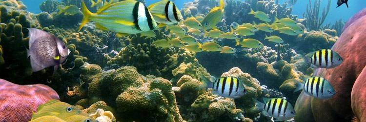 Faire de la plongée pour découvrir les fonds hawaïens