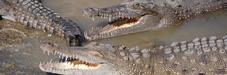 Ferme d'élevage de crocodiles