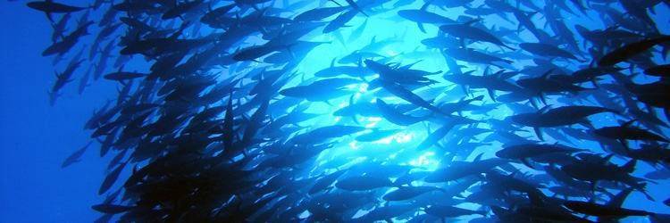 Fonds marins de Stuart Cove's