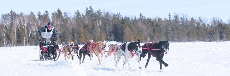Initiation au traîneau à chiens