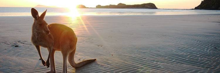 Une journée sur Kangaroo Island