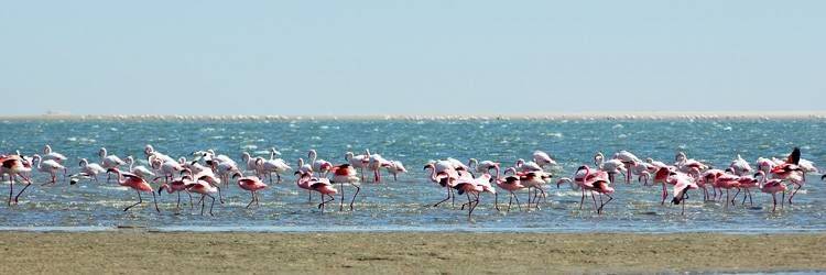 Kayak à Walvis Bay