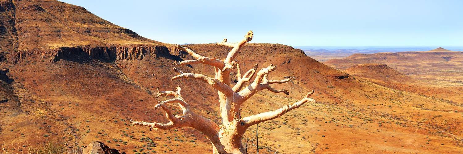La Forêt pétrifiée du Damaraland