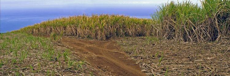 La route du sucre en jeep