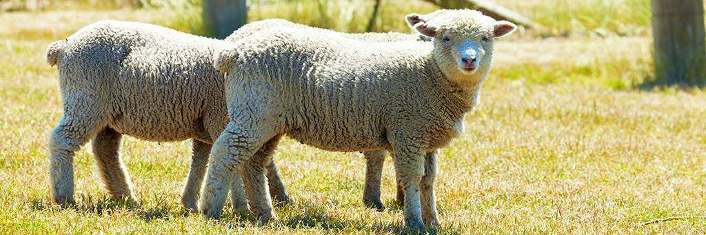Les moutons font leur show !