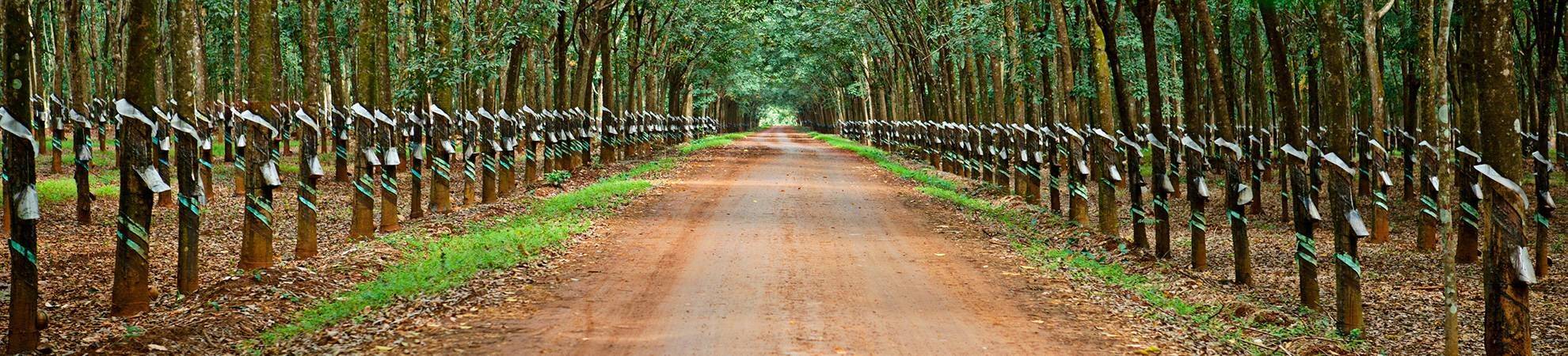 Les Plantations d'Hévéas de Chup