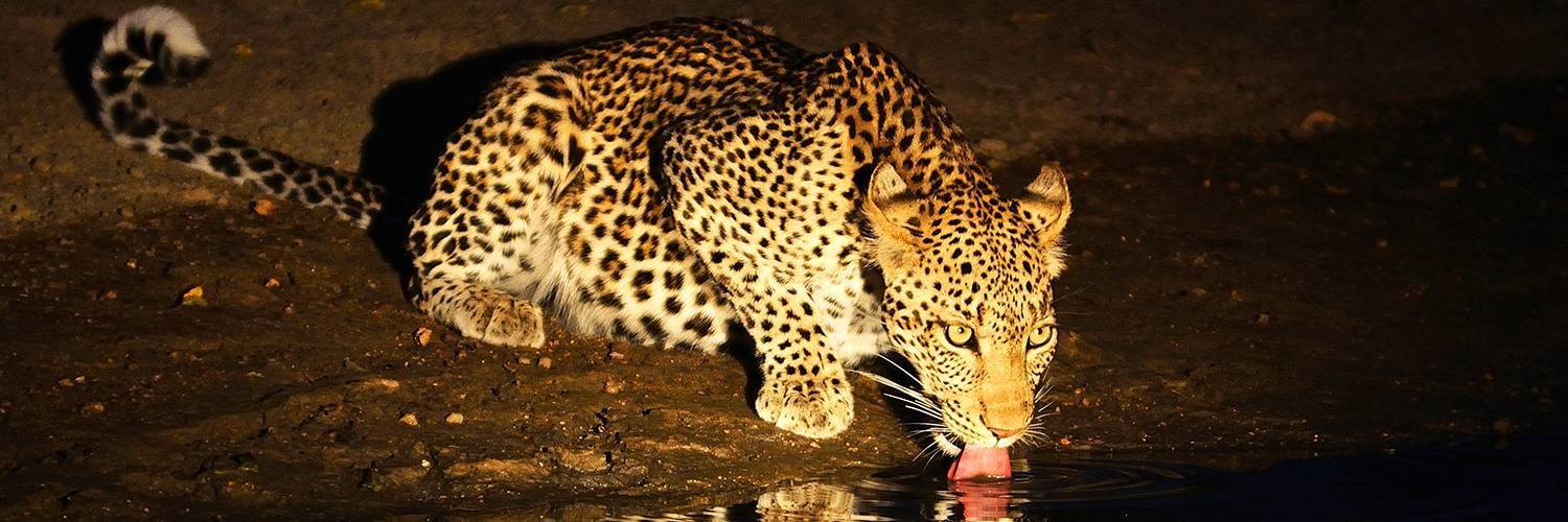 L'expérience du safari de nuit à Etosha