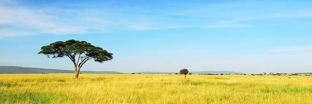 Marche dans le parc de Selous