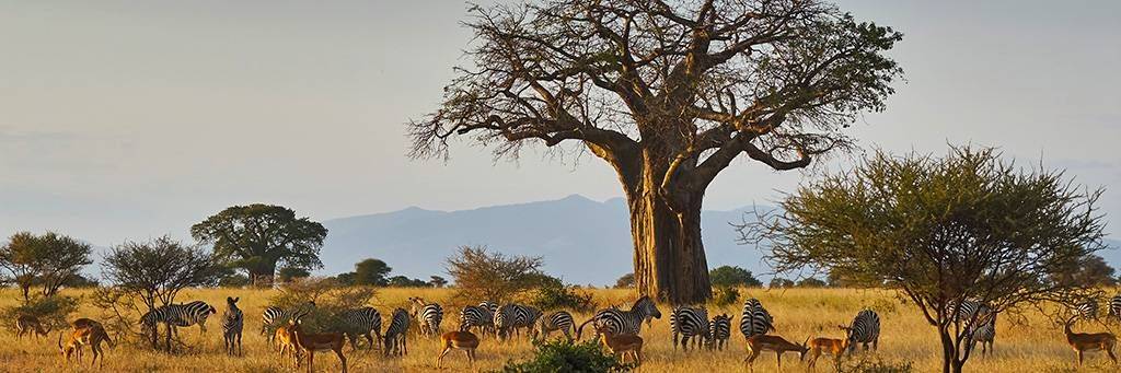 Marche dans le Tarangire