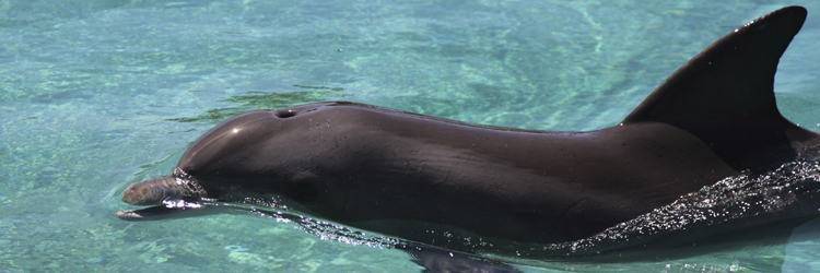 Nagez avec les dauphins ! (Adelaïde)