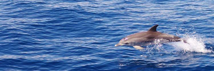 Nage avec les dauphins