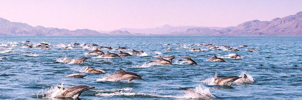 Nage avec les dauphins sur la Riviera Maya