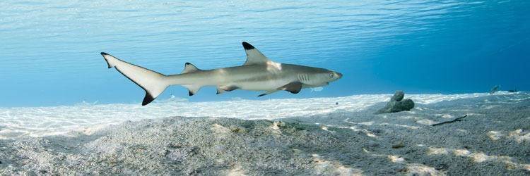 Nagez avec des requins-baleines