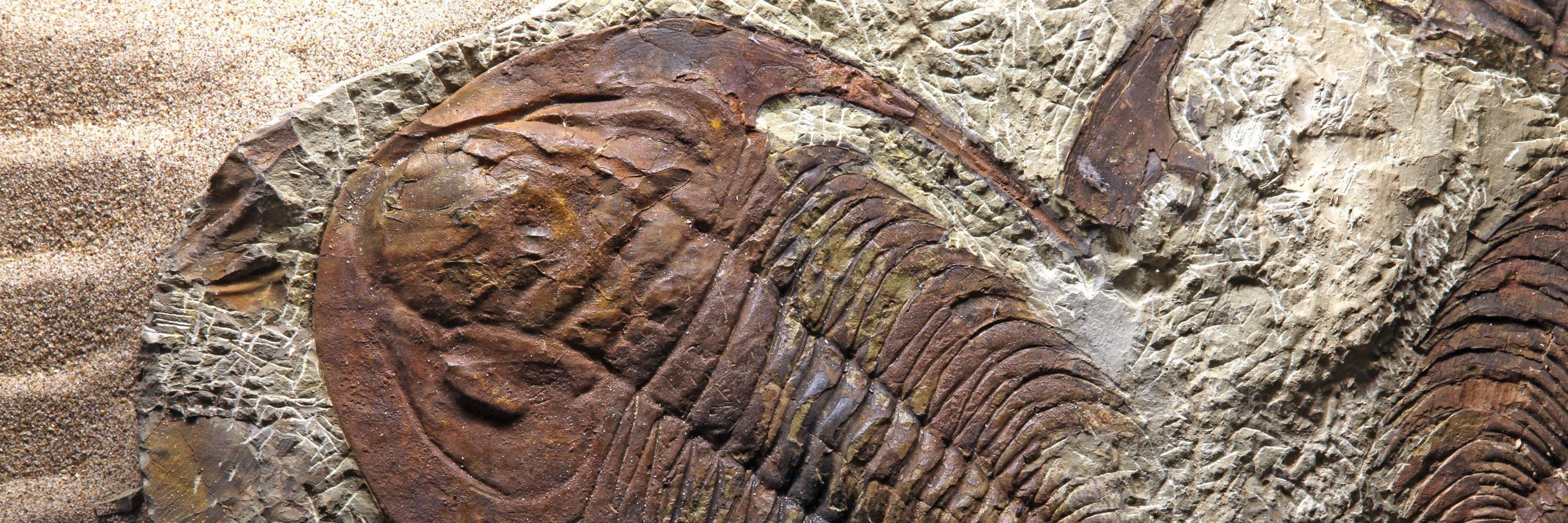 National Museum of Natural History