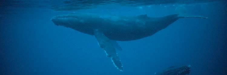 Observation des baleines à bosse