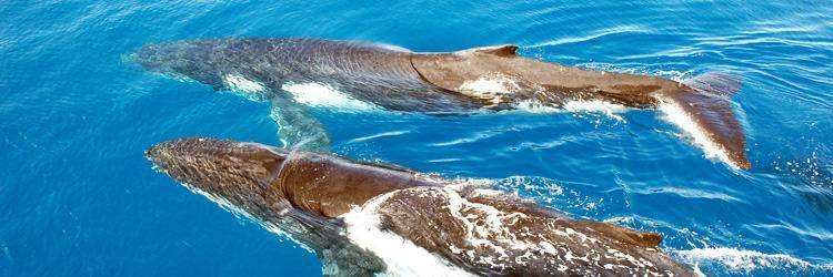 Observation des baleines de Nouvelle Calédonie