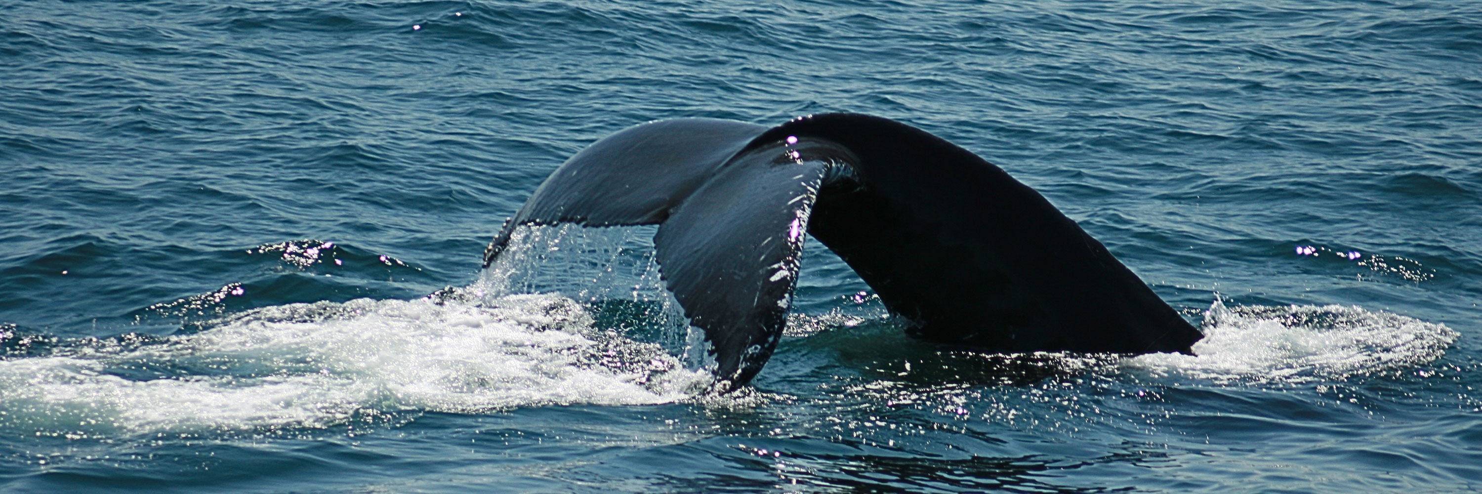 Observation des baleines en Colombie